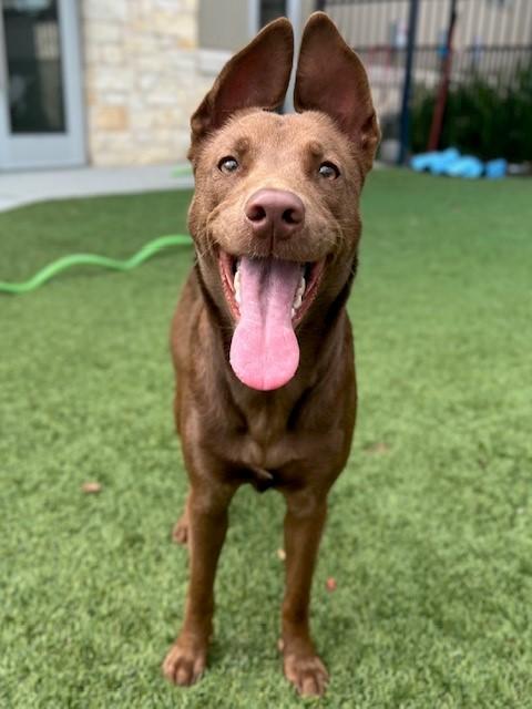 Enlarge TABITHA, a Adoptable mixed breed in Baytown, TX image 1/1