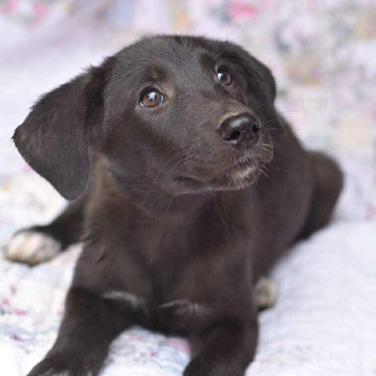 Enlarge Daphne, a Adoptable Labrador Retriever in Cleveland, TX image 1/6