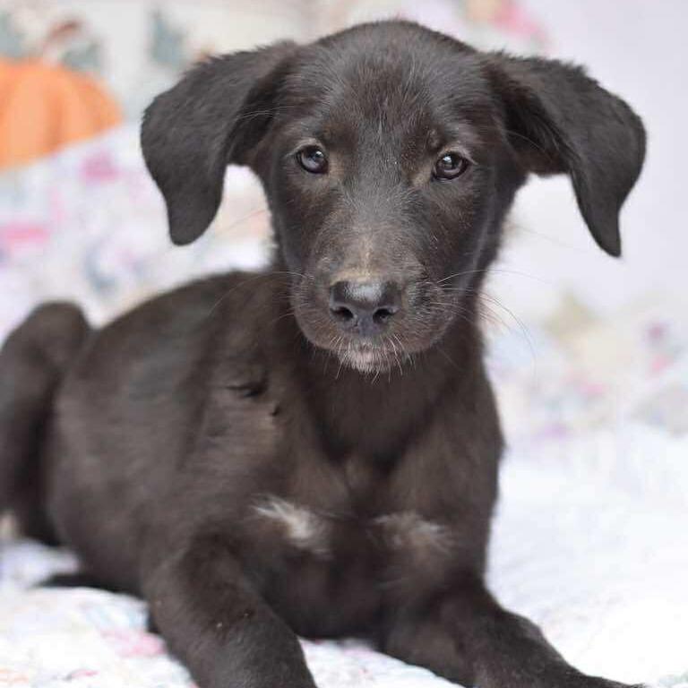Daphne, Adoptable, Puppy Female Labrador Retriever.