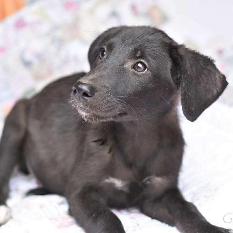 Enlarge Daphne, a Adoptable Labrador Retriever in Cleveland, TX image 3/6