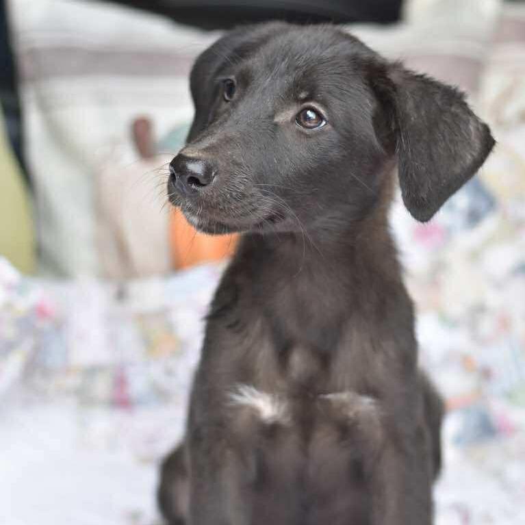 Enlarge Daphne, a Adoptable Labrador Retriever in Cleveland, TX image 4/6