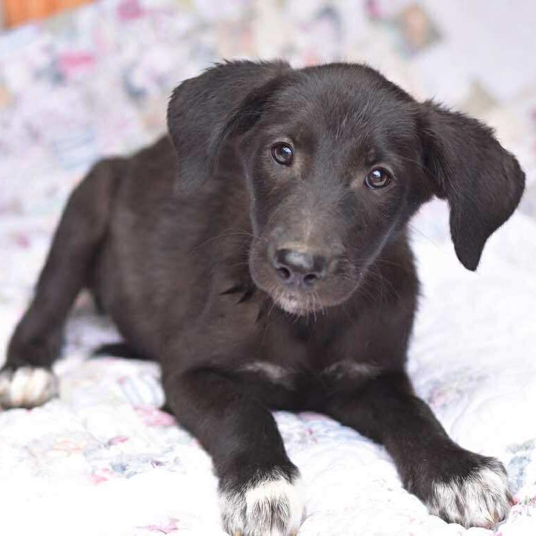 Enlarge Daphne, a Adoptable Labrador Retriever in Cleveland, TX image 5/6