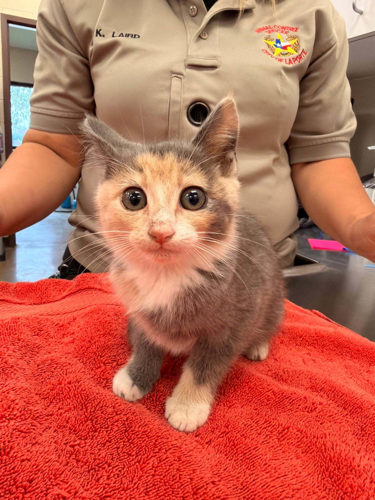 Annitra OR14193-T, adopted, Kitten Female Domestic Short Hair & Dilute Calico.
