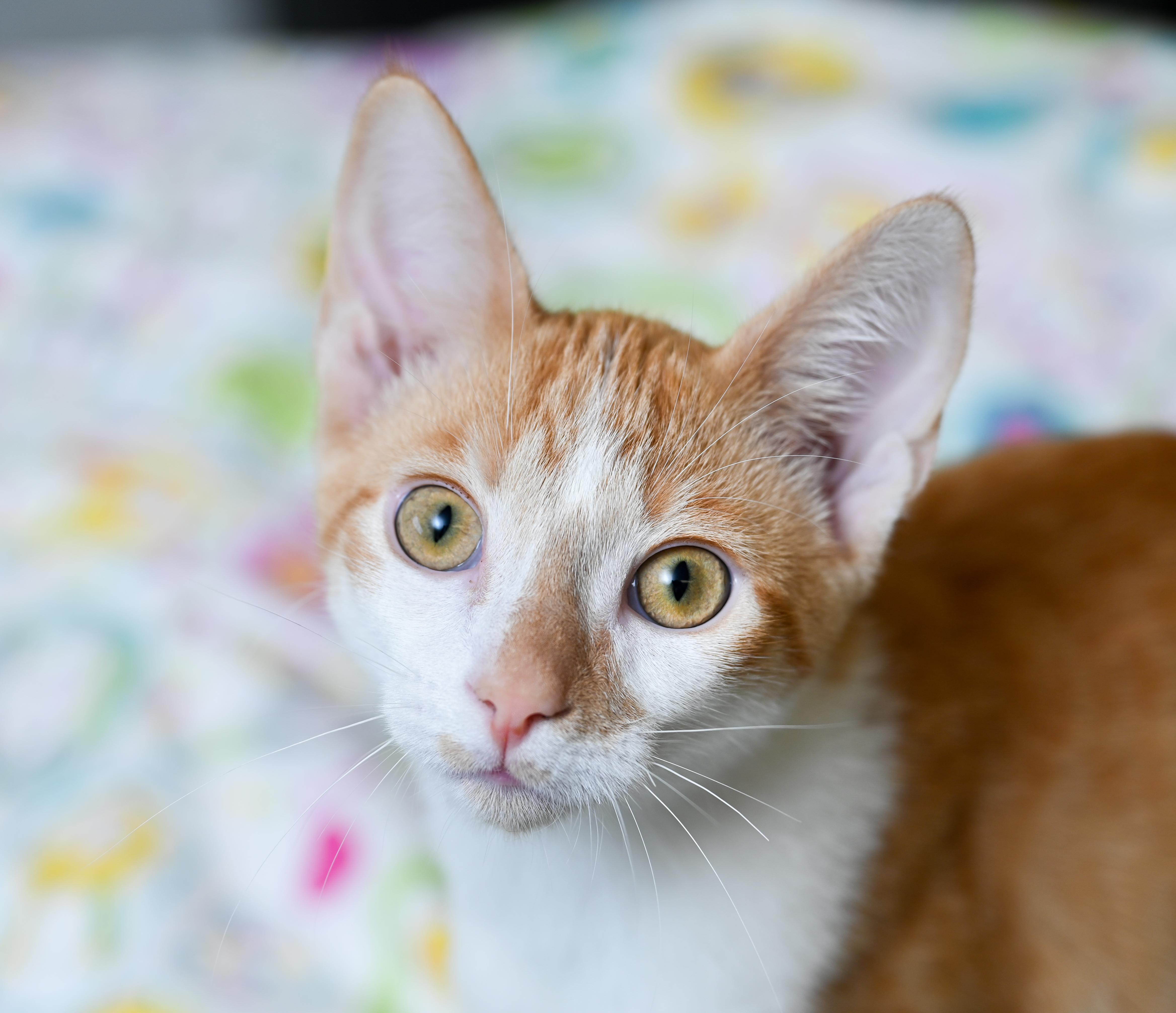 Enlarge Pinochle, a Adoptable mixed breed in Chattanooga, TN image 2/6