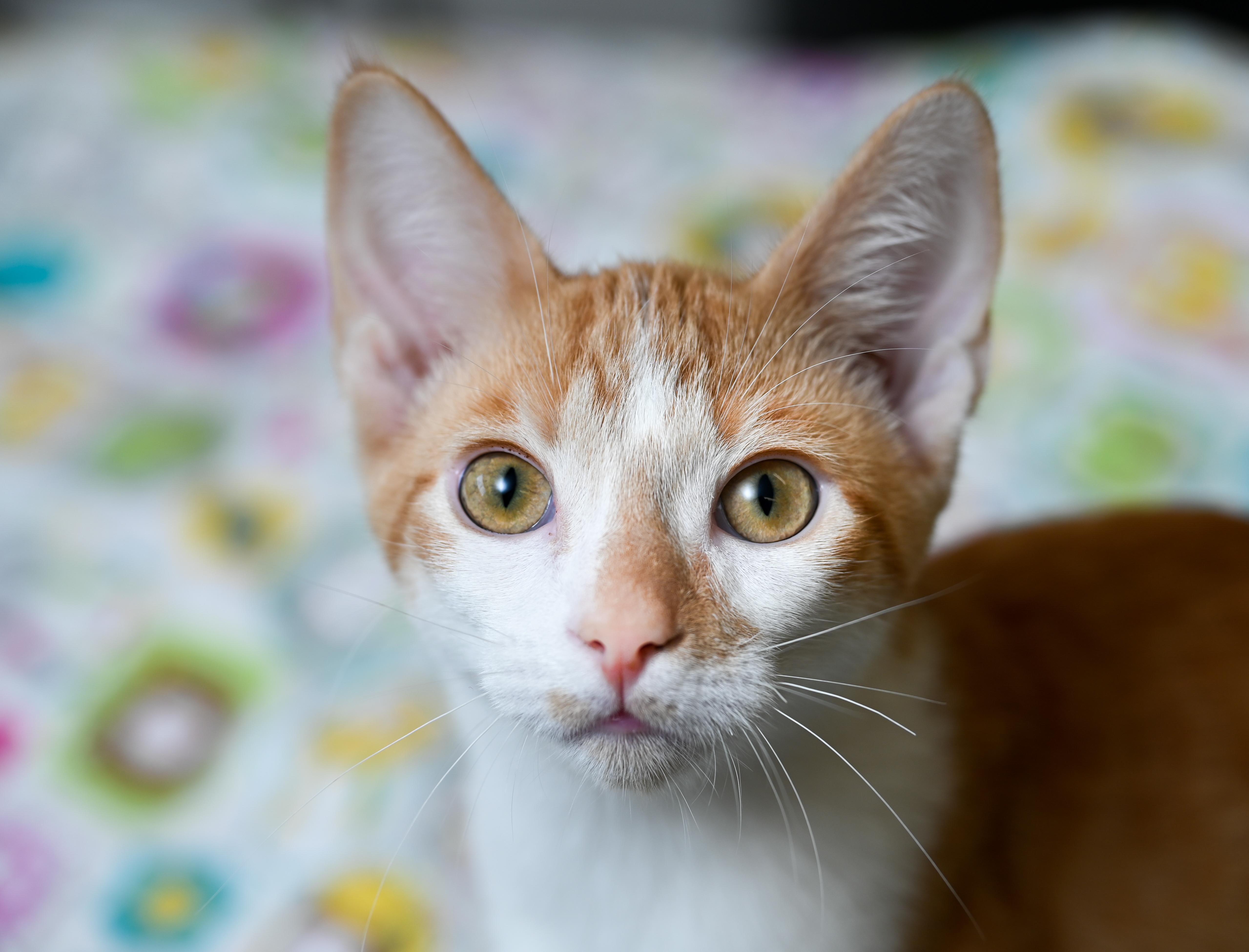 Enlarge Pinochle, a Adoptable mixed breed in Chattanooga, TN image 4/6