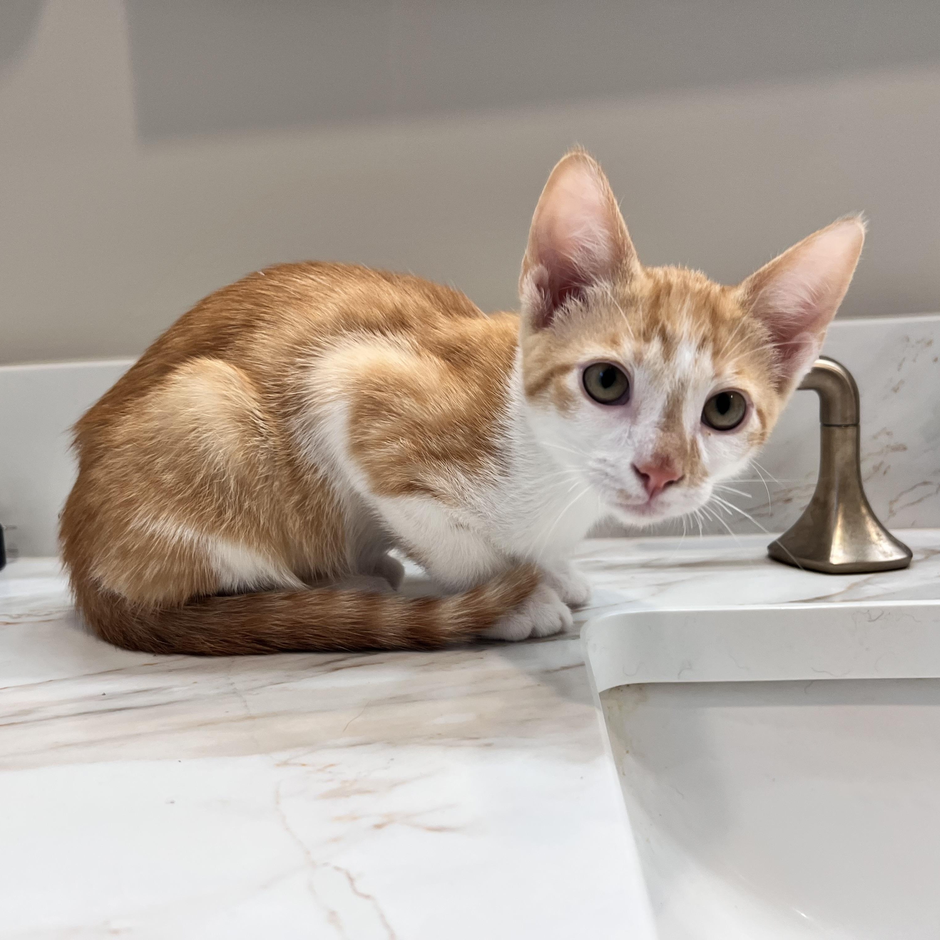 Enlarge Pinochle, a Adoptable mixed breed in Chattanooga, TN image 6/6