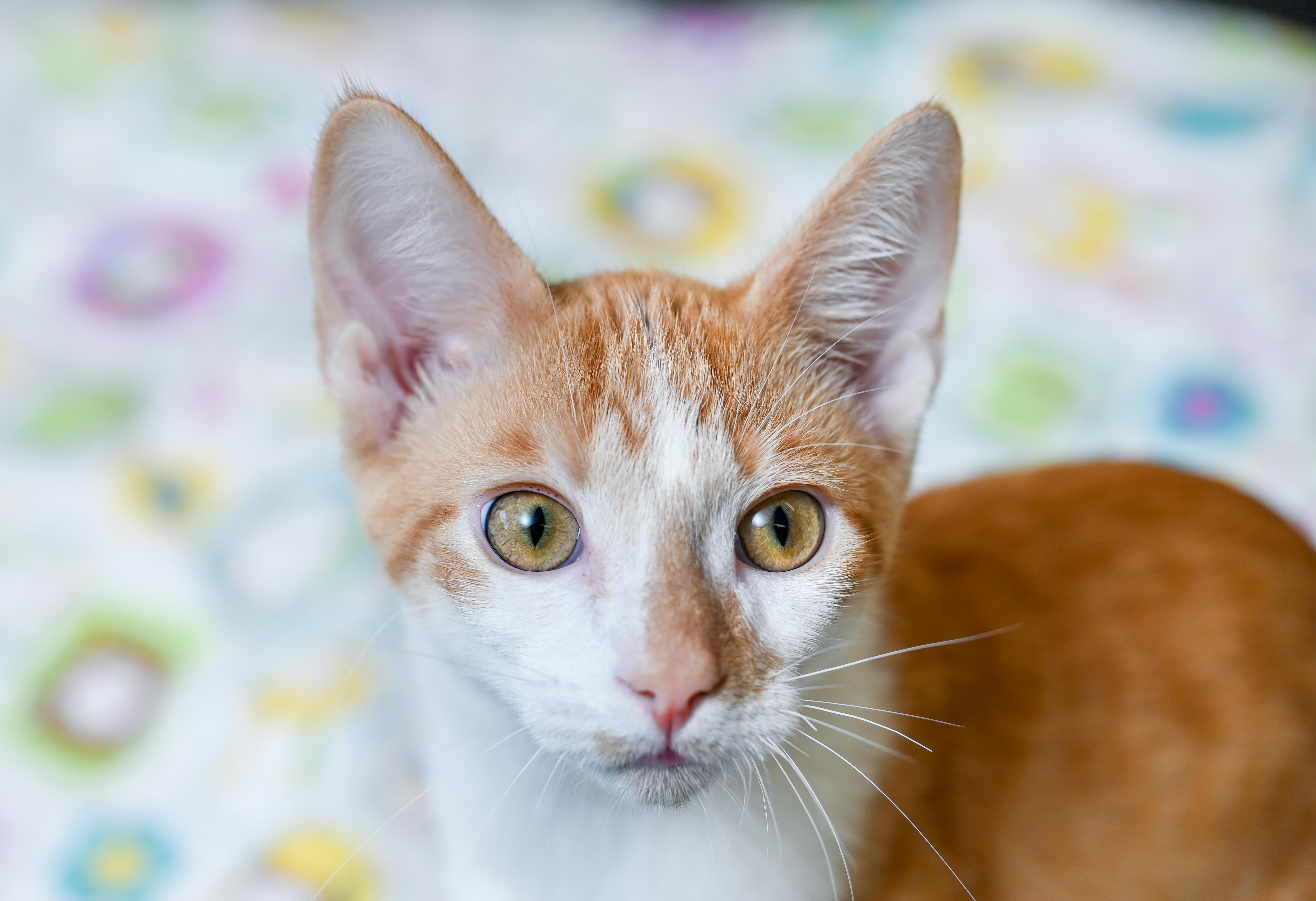 Enlarge Pinochle, a Adoptable mixed breed in Chattanooga, TN image 5/6