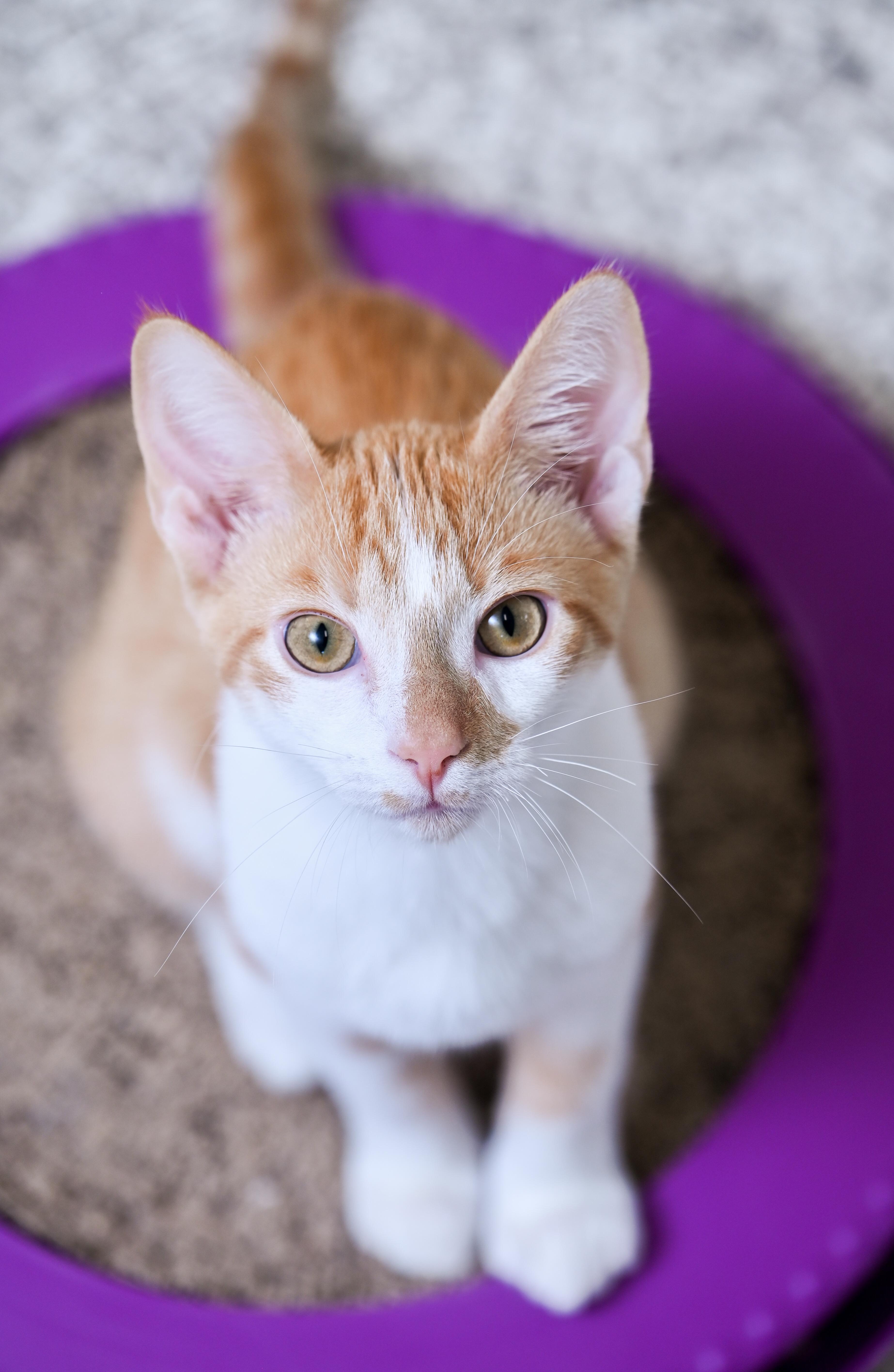 Enlarge Pinochle, a Adoptable mixed breed in Chattanooga, TN image 3/6