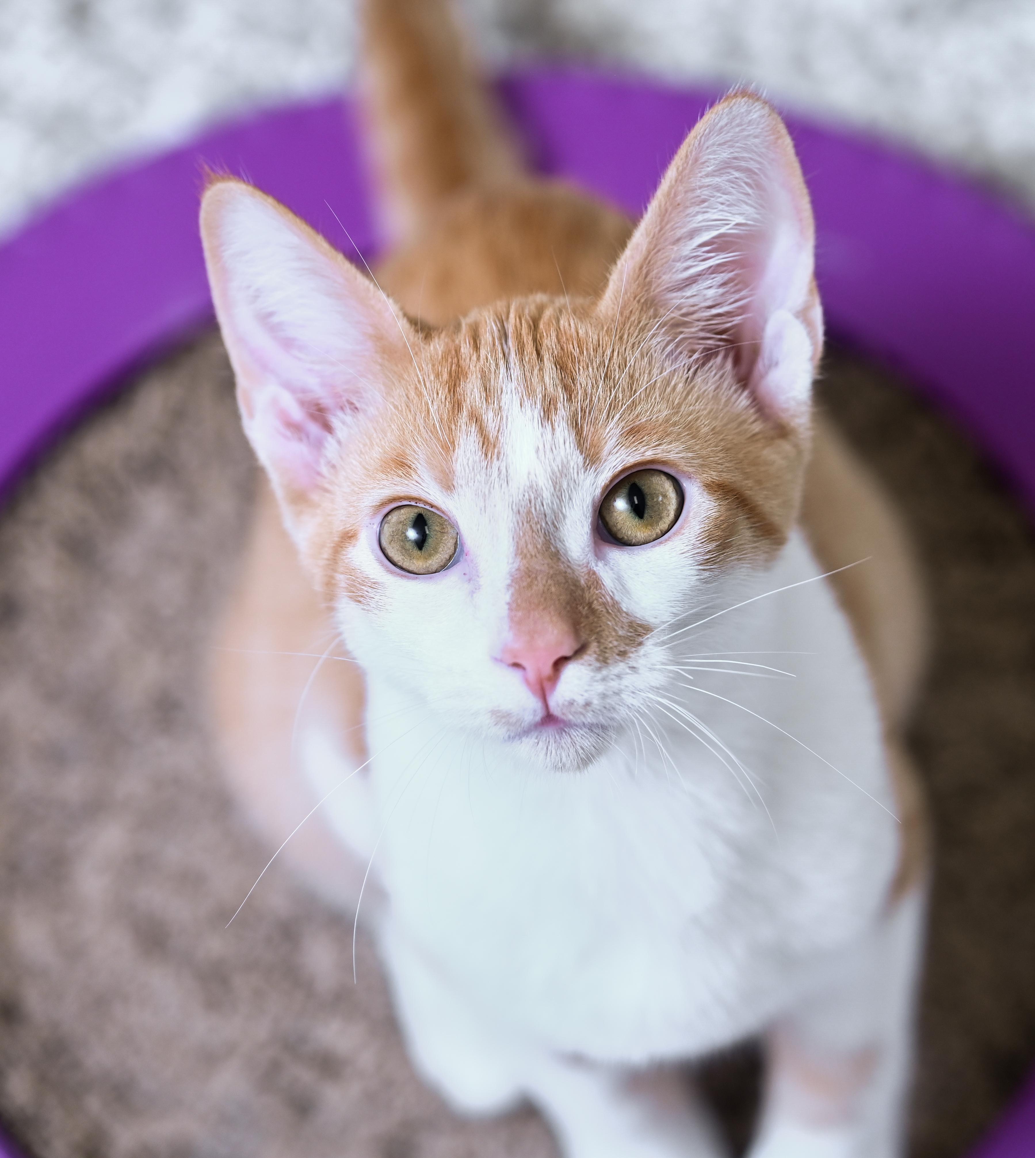 Enlarge Pinochle, a Adoptable mixed breed in Chattanooga, TN image 1/6