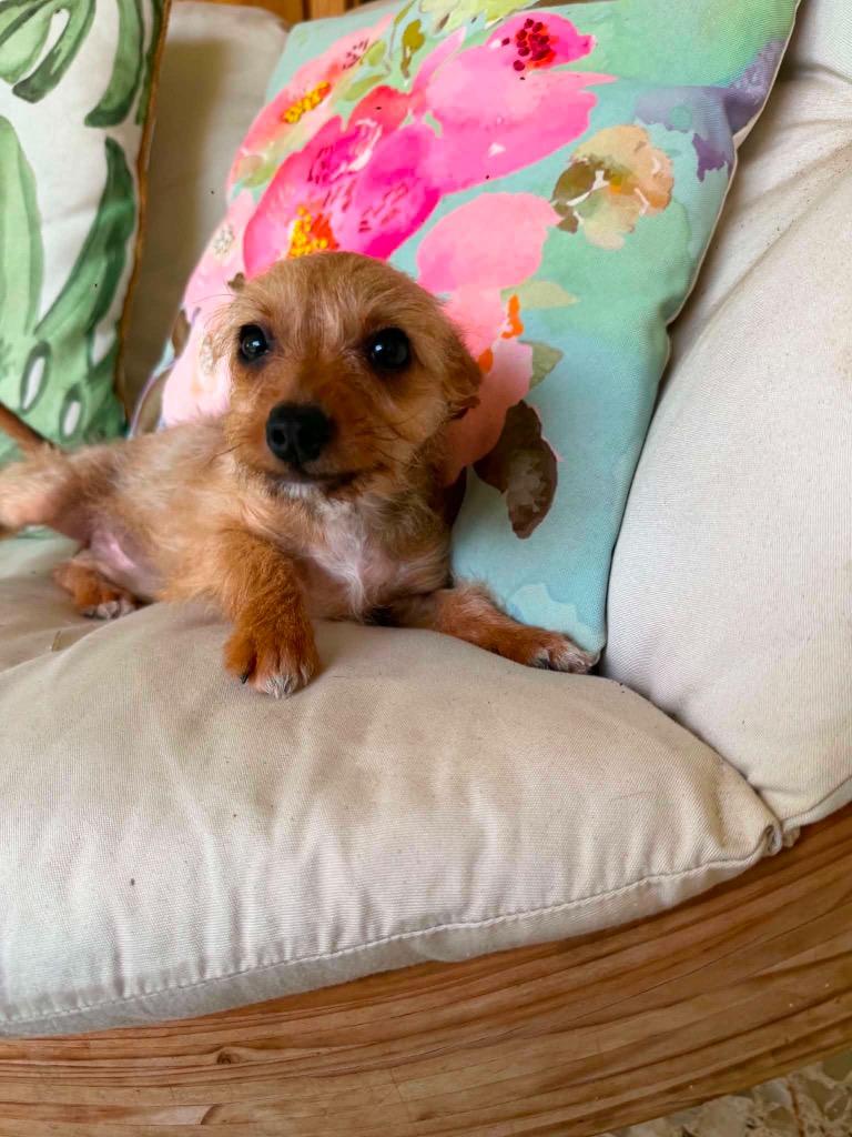 Spina, a Adopted mixed breed in Bristol, WI image 1/6