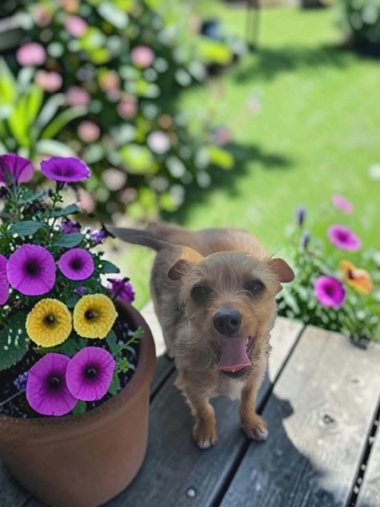 Spina, a Adopted mixed breed in Bristol, WI image 2/6