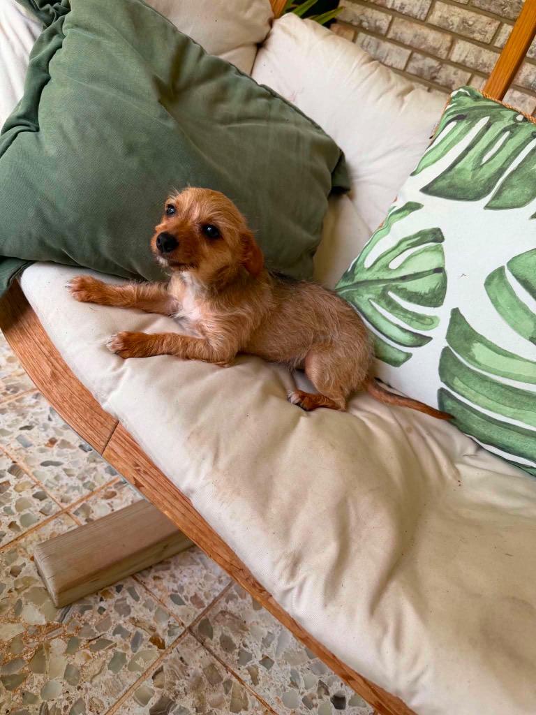 Spina, a Adopted mixed breed in Bristol, WI image 3/6