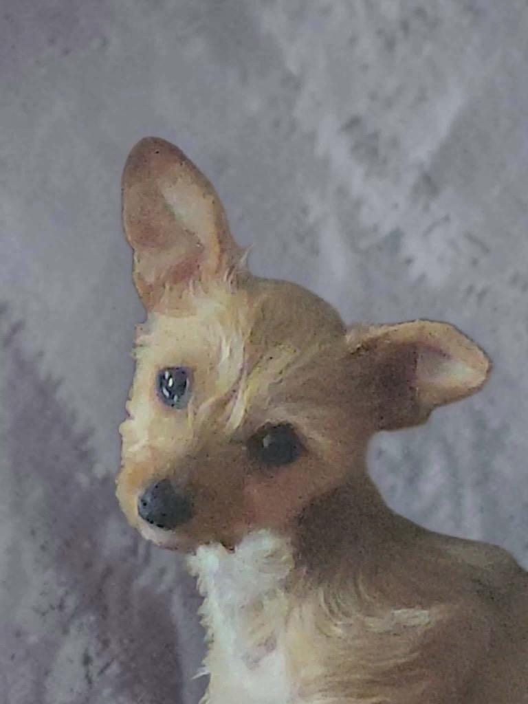Spina, a Adopted mixed breed in Bristol, WI image 4/6