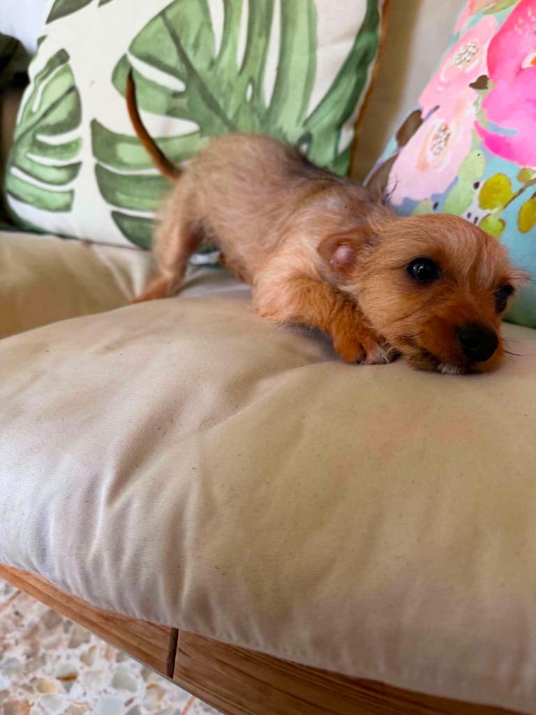 Spina, a Adopted mixed breed in Bristol, WI image 5/6