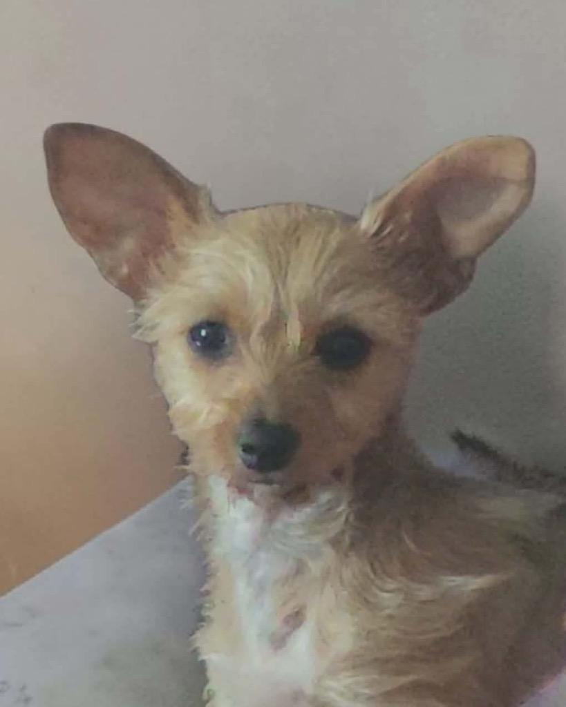 Spina, a Adopted mixed breed in Bristol, WI image 6/6