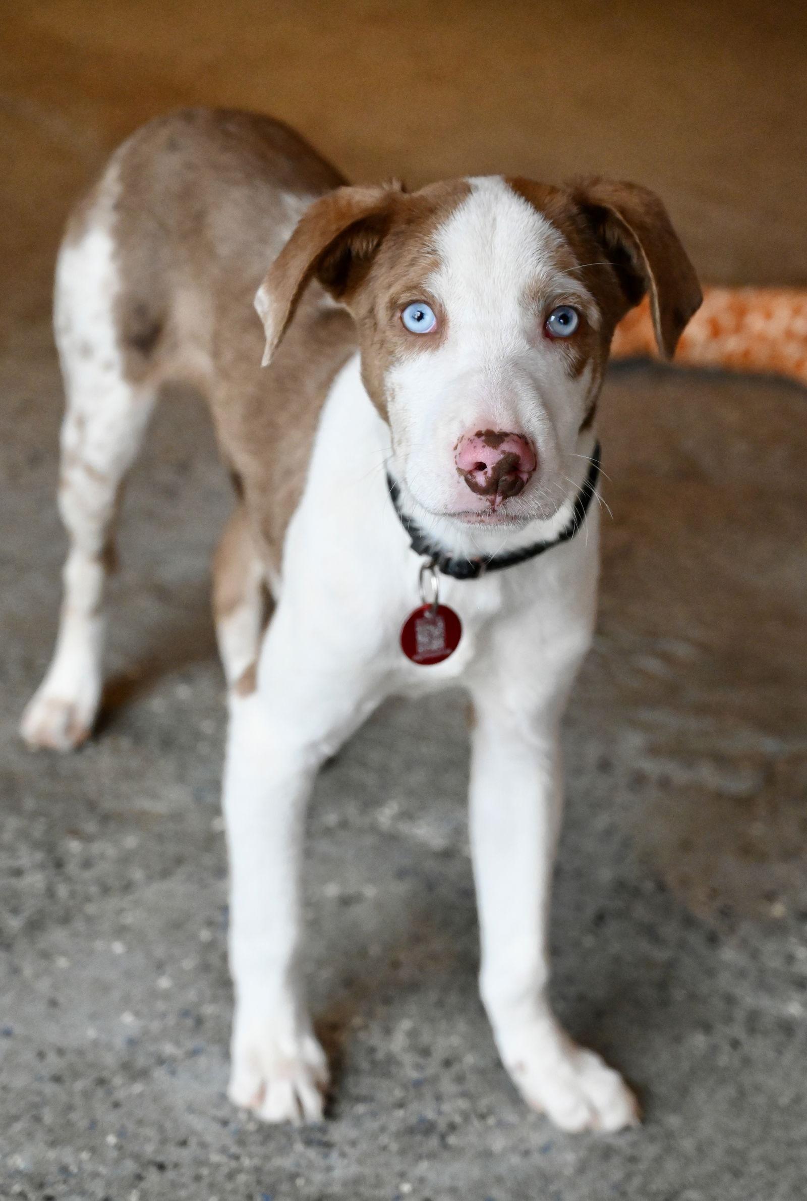 Mushroom Pizza *LOCAL*, Adoptable, Puppy Male Australian Shepherd.