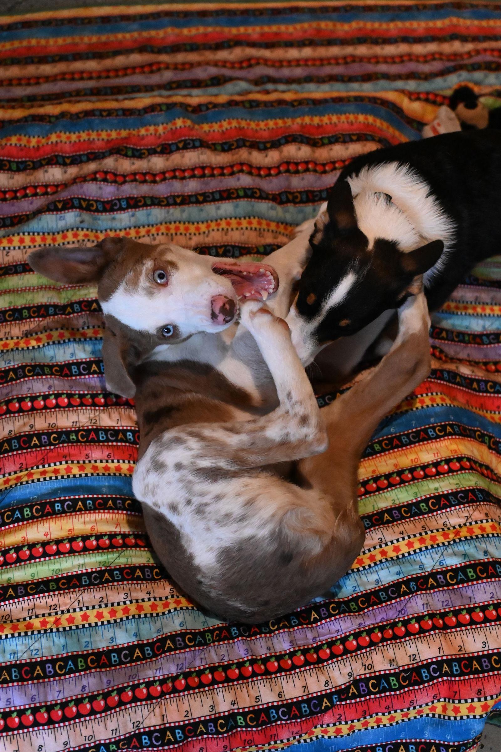 Enlarge Mushroom Pizza *LOCAL*, a Adoptable Australian Shepherd in Wakefield, RI image 3/3