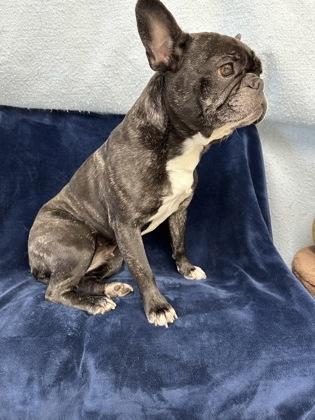 Agatha, Adoptable, Adult Female French Bulldog & Mixed Breed.