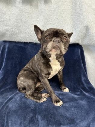 Agatha, a Adoptable mixed breed in McCook, NE image 2/3