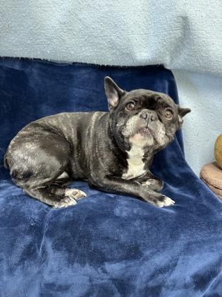 Agatha, a Adoptable mixed breed in McCook, NE image 3/3