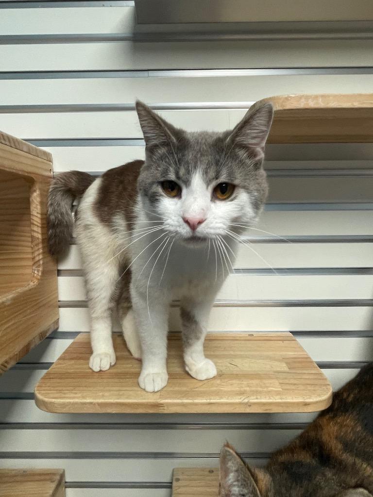 Enlarge Bunny Ear Cactus, a ADOPTABLE Domestic Short Hair in New Philadelphia, OH image 1/1