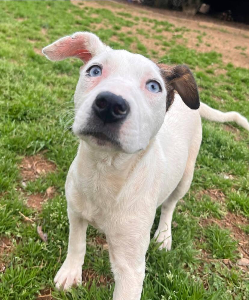 Alyssa, Adoptable, Puppy Female Mixed Breed.