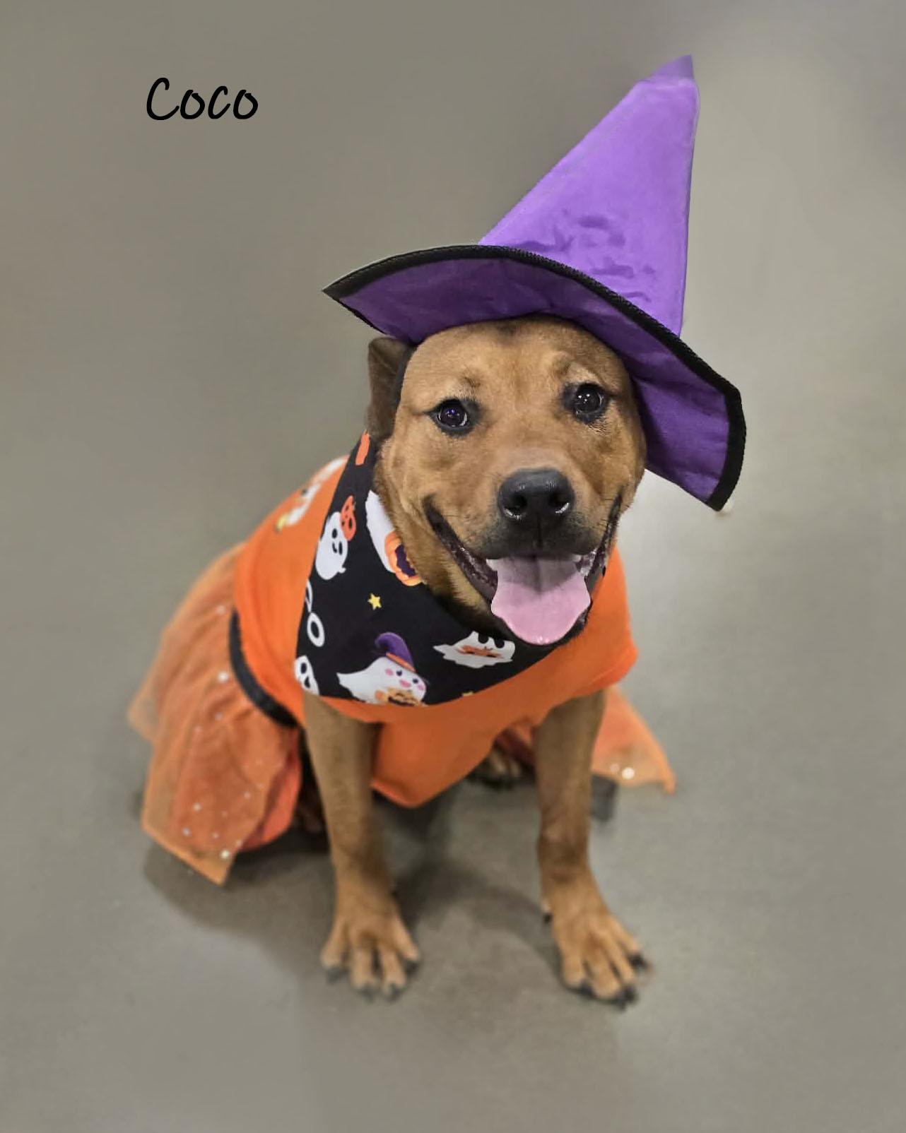 Coco, Adoptable, Young Female Mixed Breed.