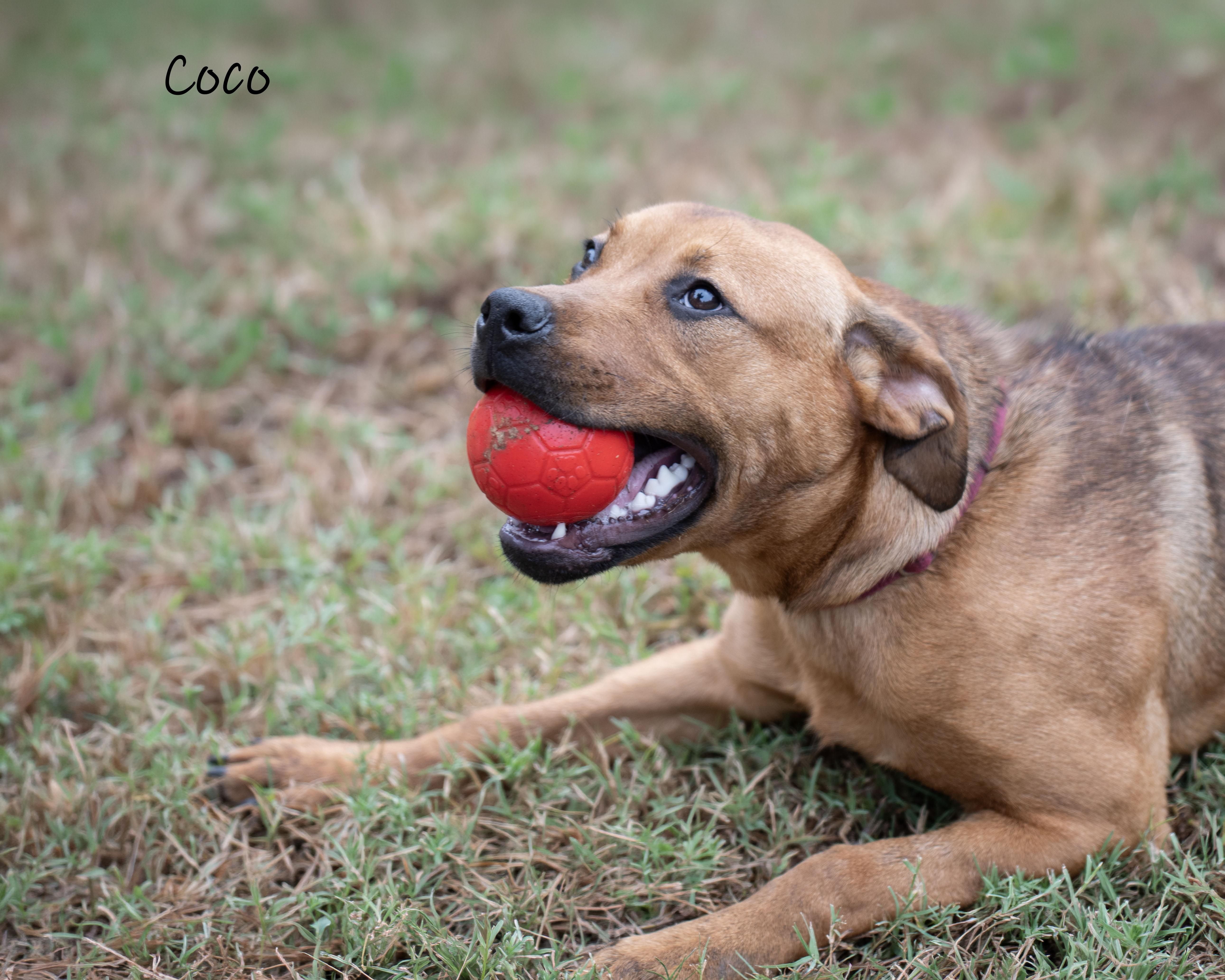 Enlarge Coco, a Adoptable mixed breed in Bishop, GA image 3/6