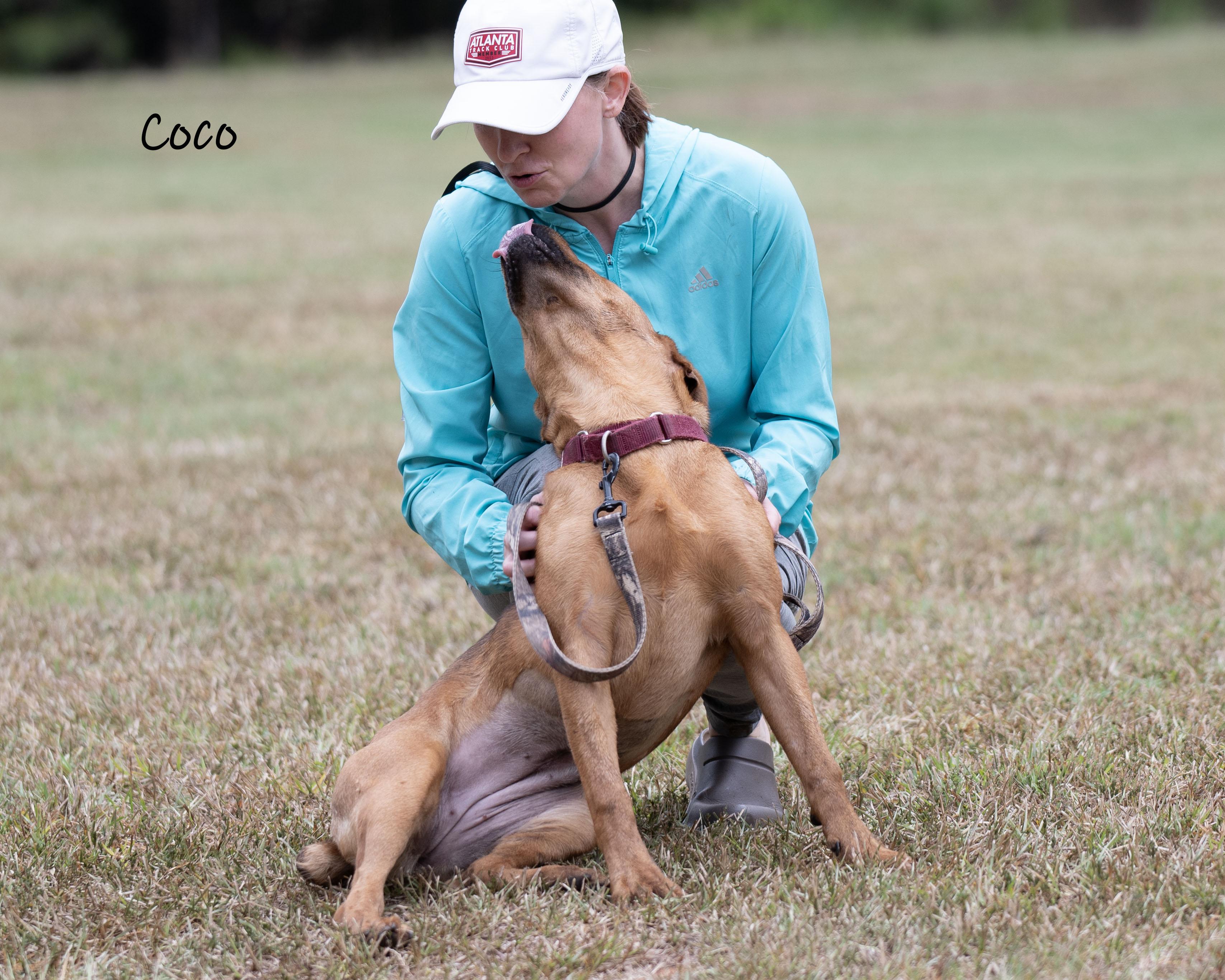 Enlarge Coco, a Adoptable mixed breed in Bishop, GA image 6/6