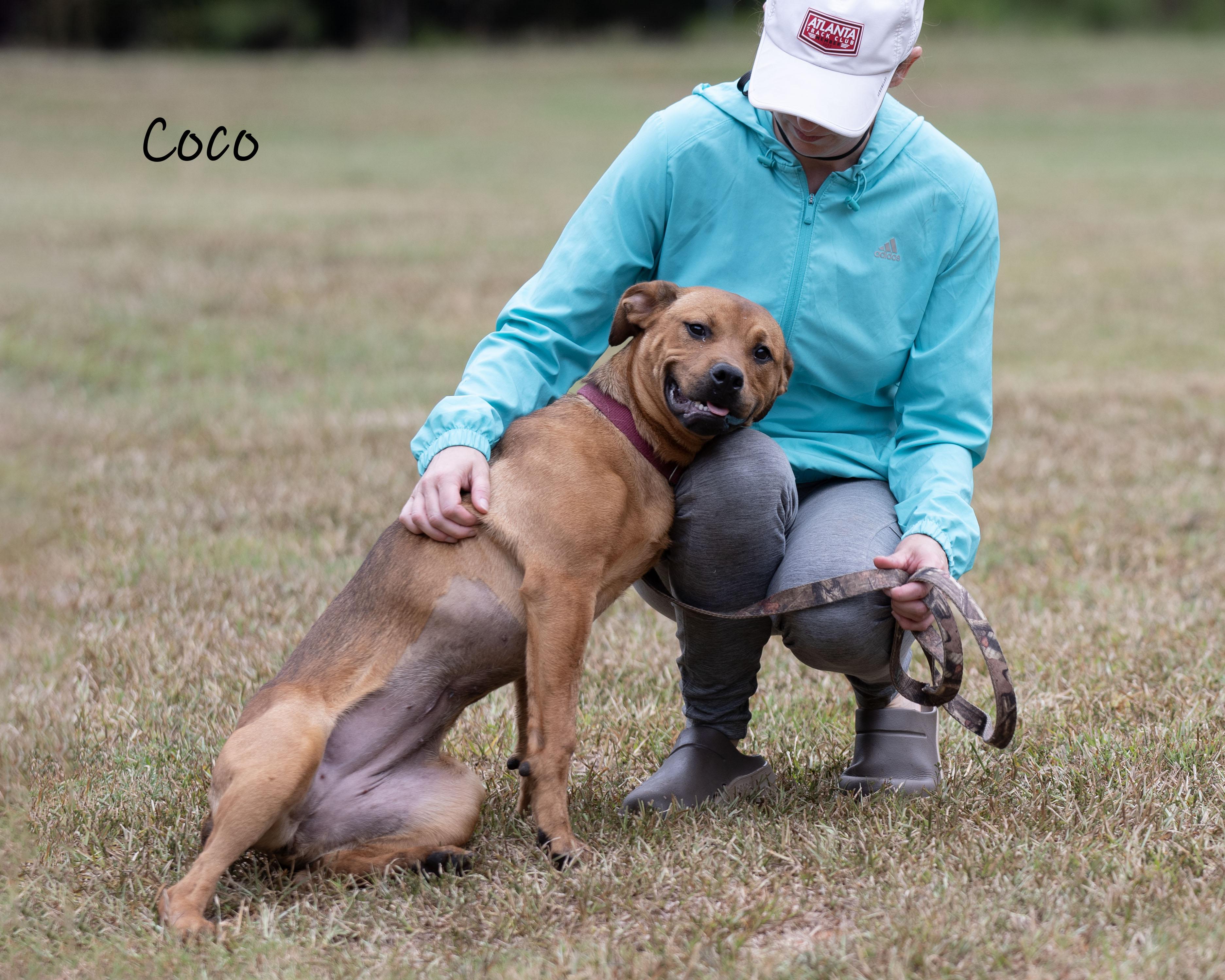 Enlarge Coco, a Adoptable mixed breed in Bishop, GA image 2/6