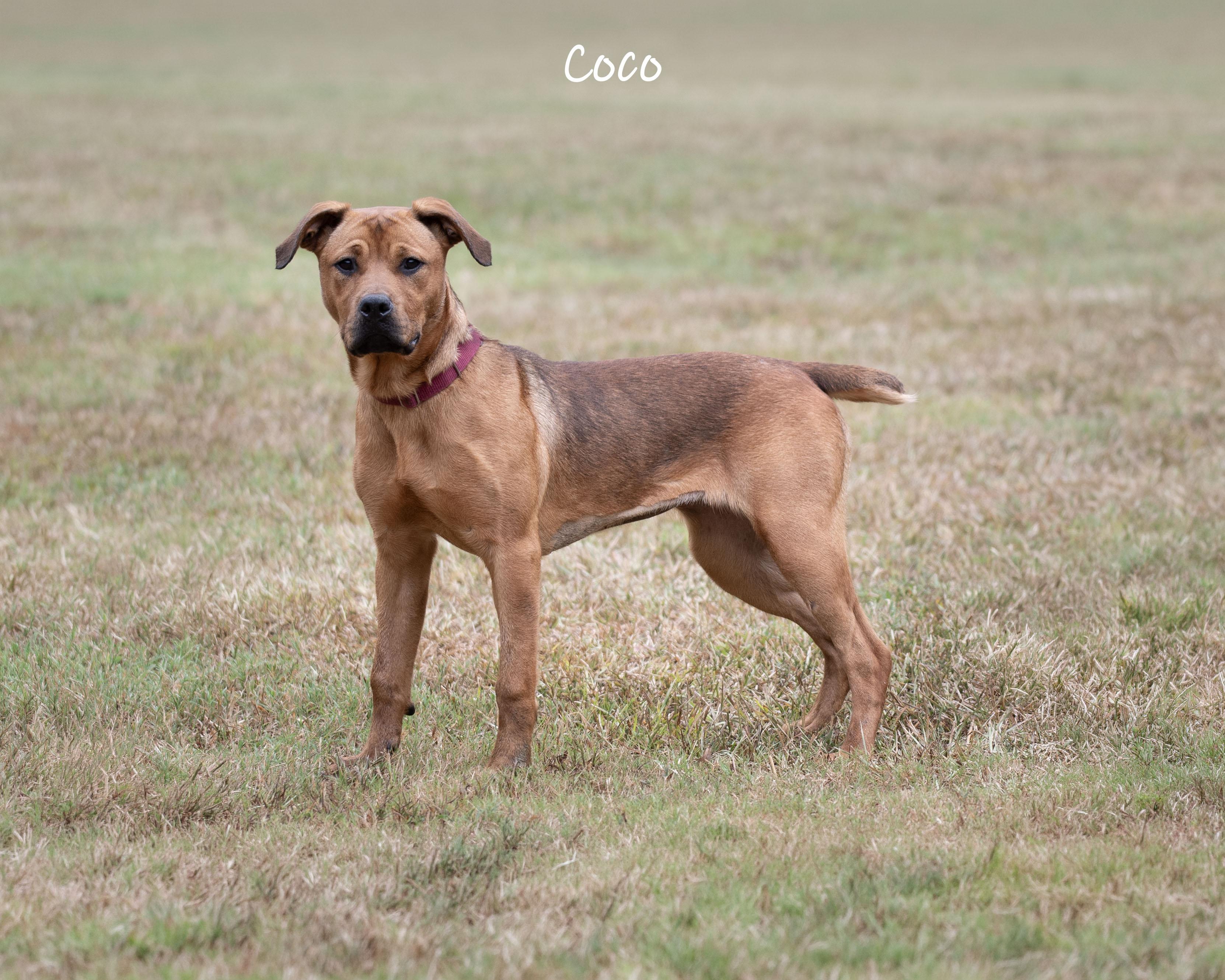 Enlarge Coco, a Adoptable mixed breed in Bishop, GA image 4/6