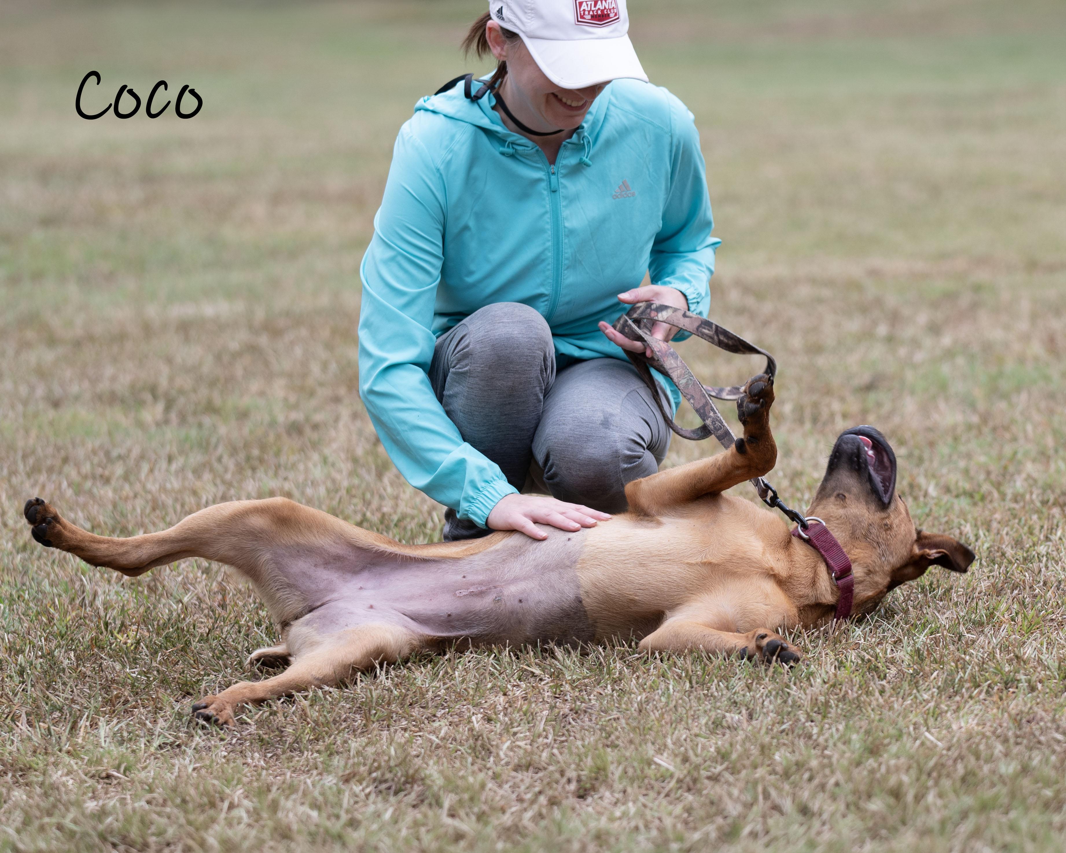 Enlarge Coco, a Adoptable mixed breed in Bishop, GA image 5/6