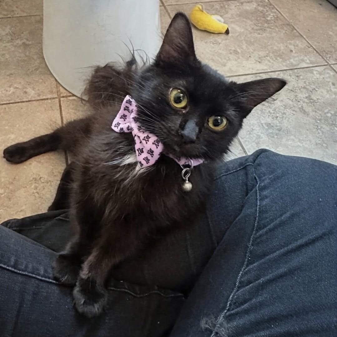 Enlarge Aurora, a ADOPTABLE mixed breed in Annapolis, MD image 2/2