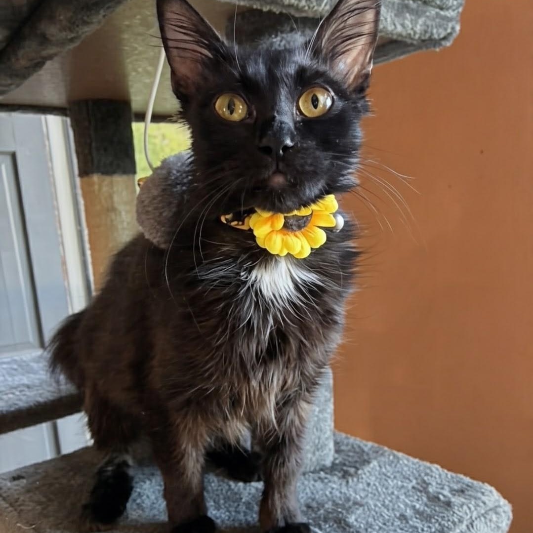 Aurora, ADOPTABLE, Kitten Female Domestic Medium Hair.