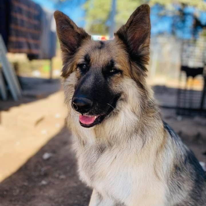 Enlarge Edie PC, an adopted mixed breed in Madison, WI image 5/5