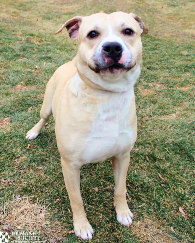 Enlarge APOLLO, a Adoptable Pit Bull Terrier in Hagerstown, MD image 1/1