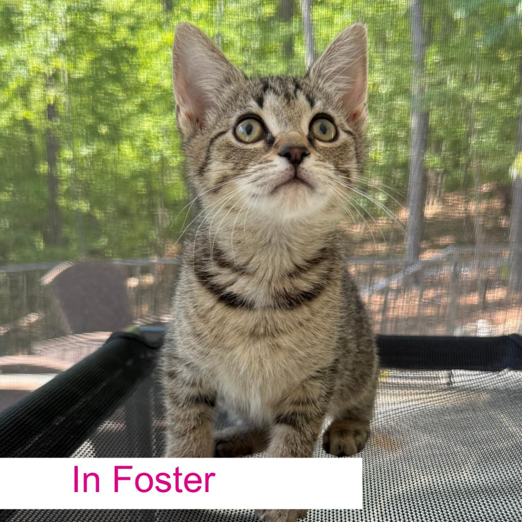 Enlarge Frosty, a Adoptable Domestic Short Hair in Chapel Hill, NC image 2/2