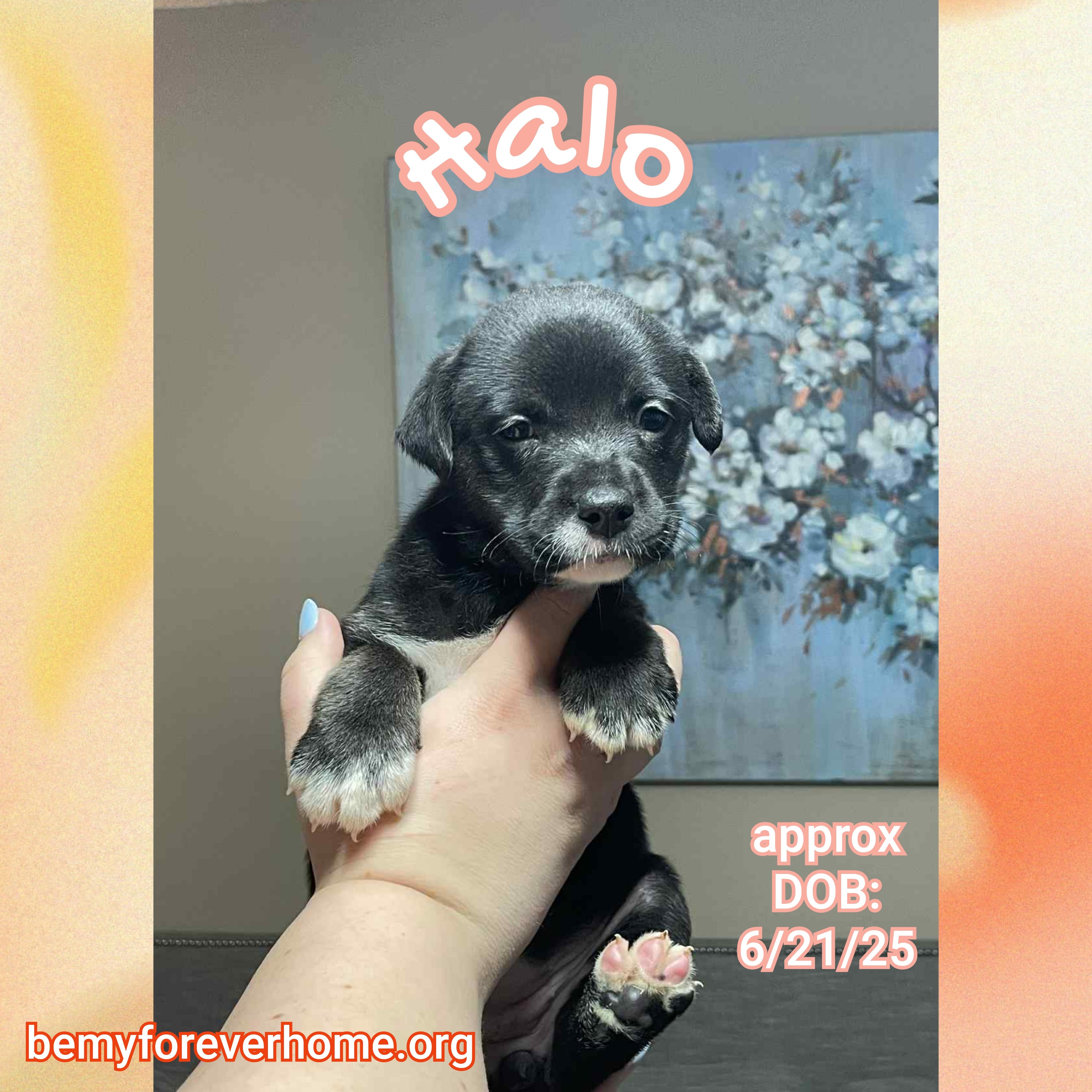 Halo