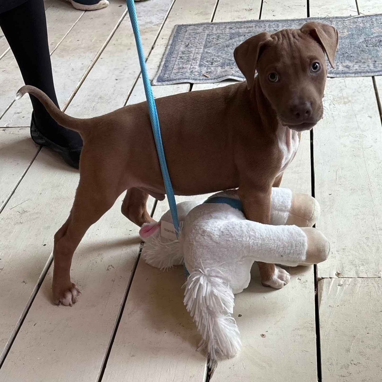 Mack - A Curious and Brave Snuggler