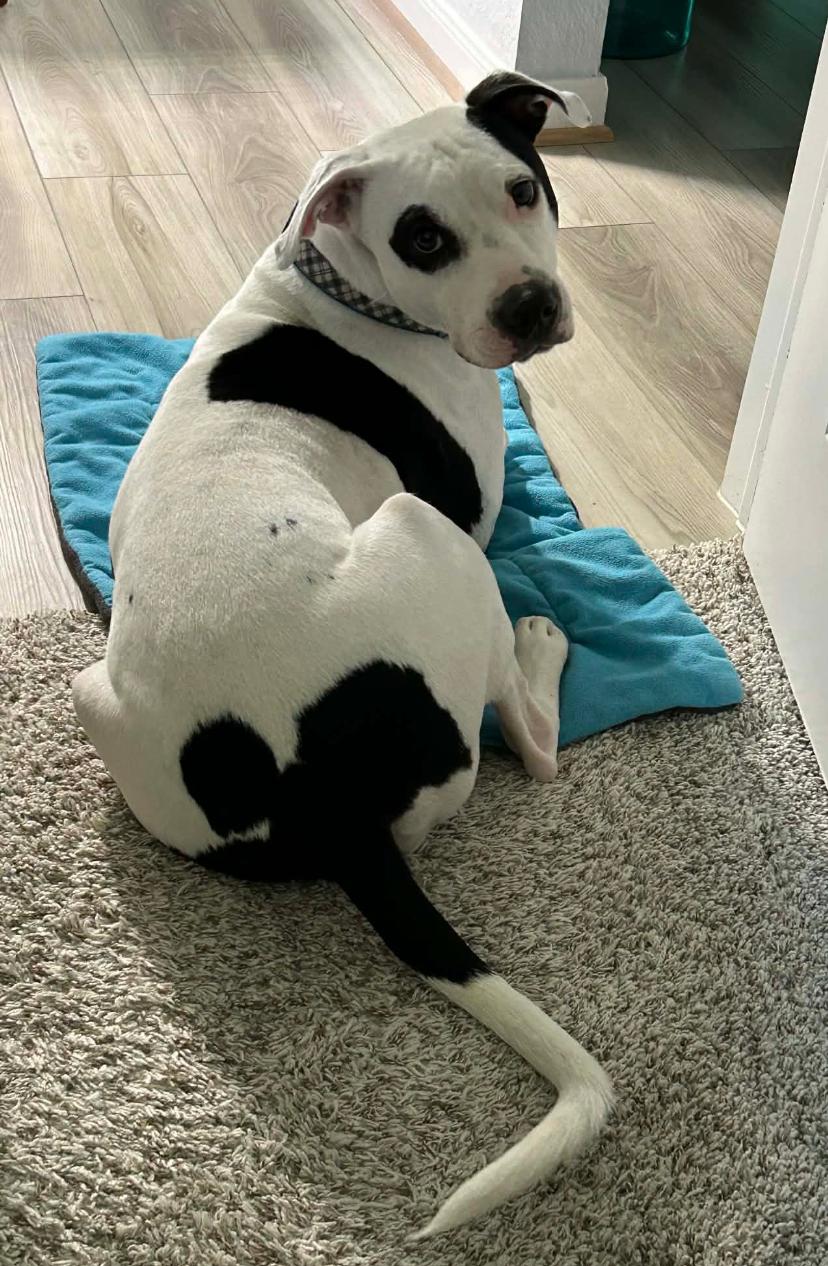 Bandit, ADOPTABLE, Adult Male Pit Bull Terrier.