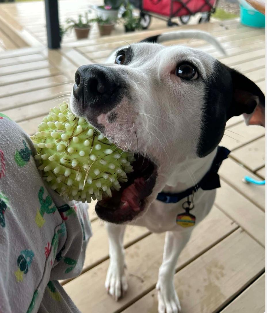Enlarge Bandit, a ADOPTABLE Pit Bull Terrier in Manchaca, TX image 2/4