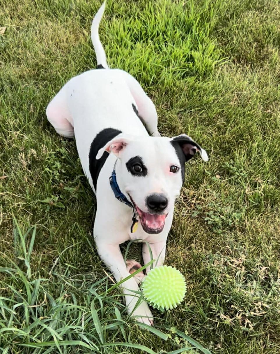 Enlarge Bandit, a ADOPTABLE Pit Bull Terrier in Manchaca, TX image 4/4