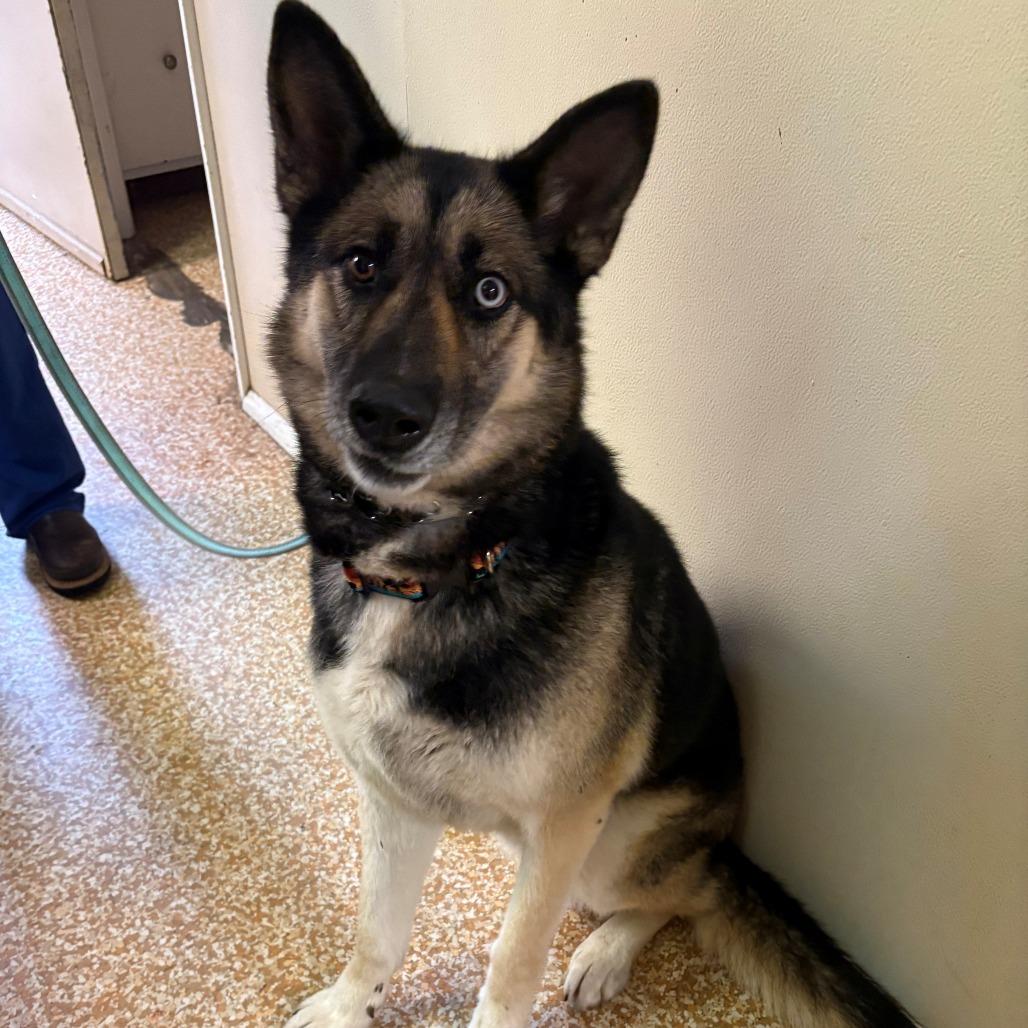 Timber, a Adoptable mixed breed in Chehalis, WA image 1/3