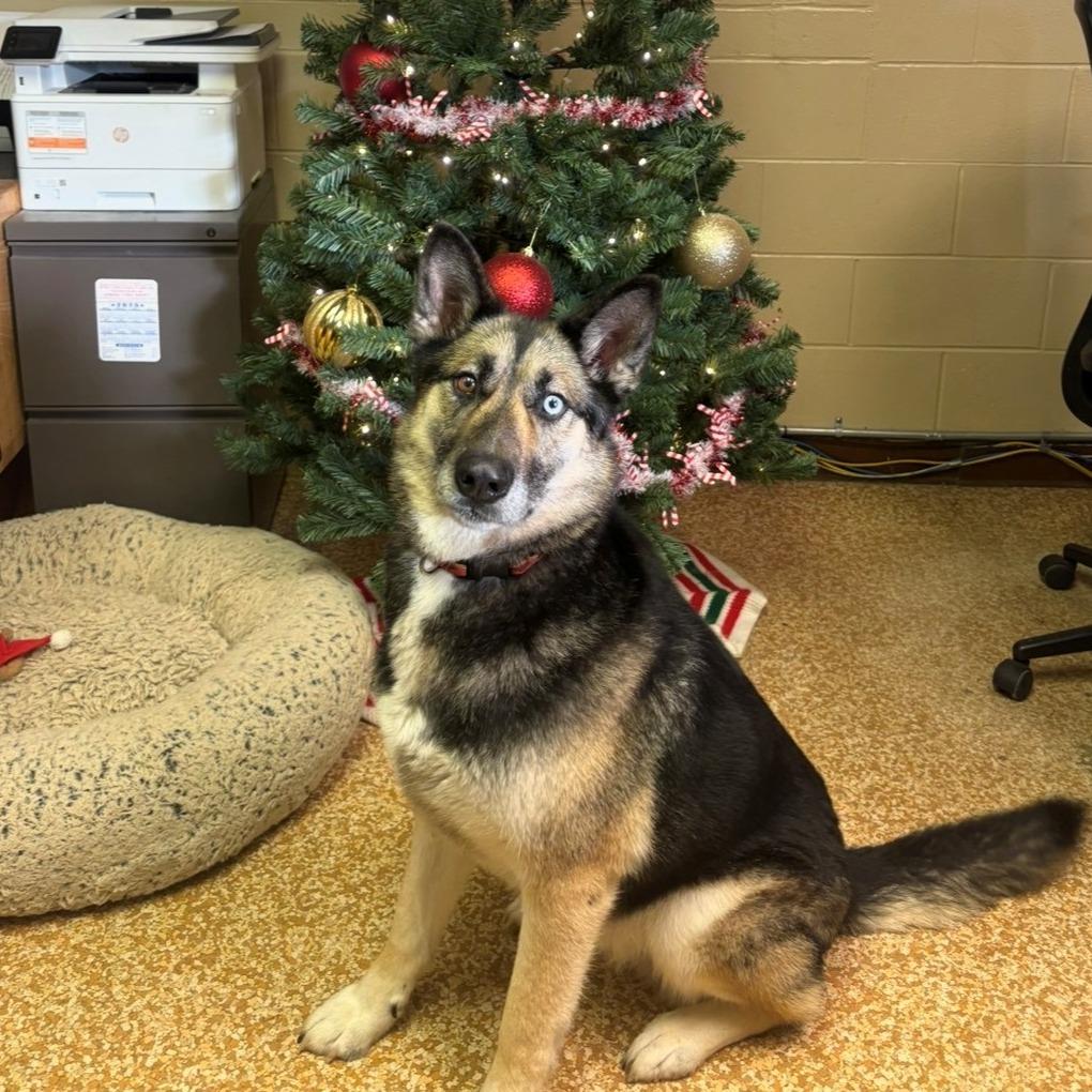 Timber, a Adoptable mixed breed in Chehalis, WA image 2/3