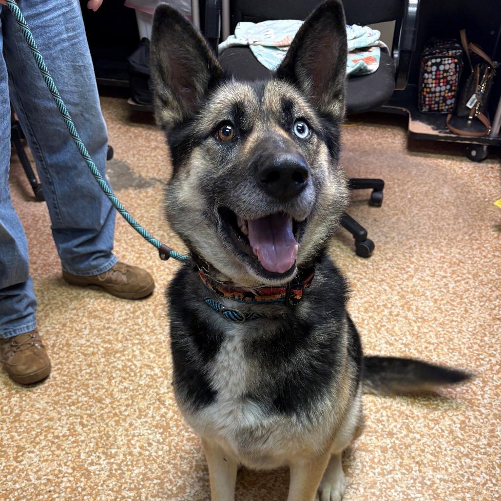 Timber, a Adoptable mixed breed in Chehalis, WA image 3/3