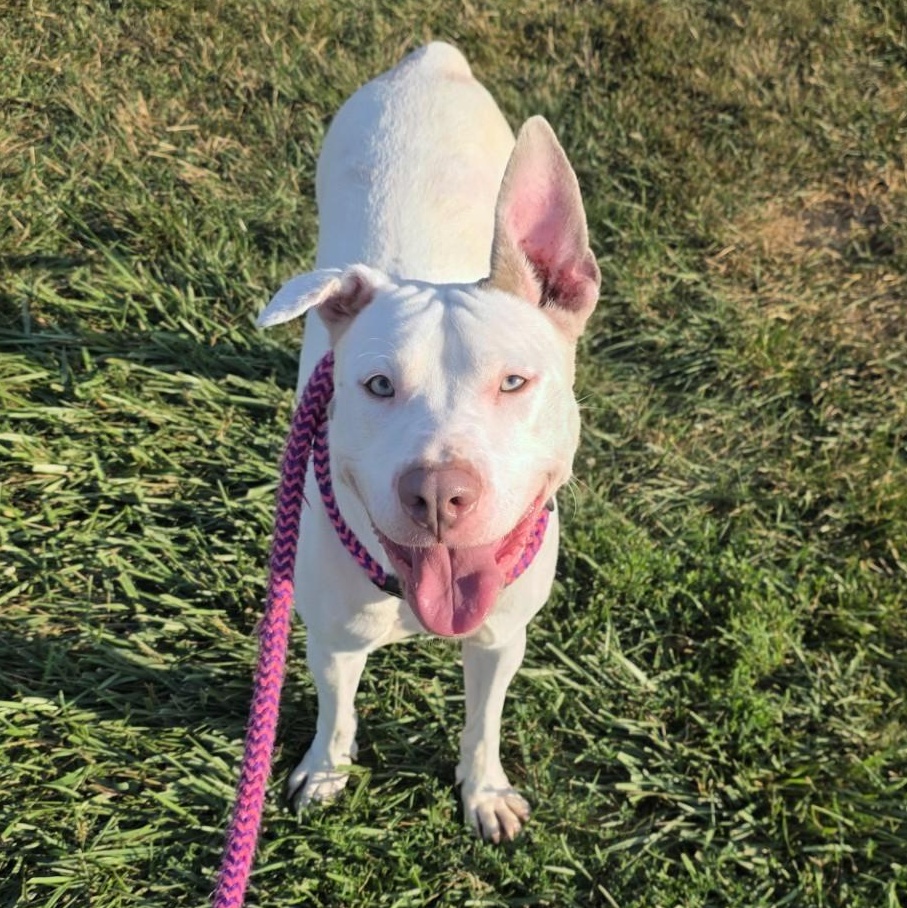 Enlarge Connie, a Adoptable Terrier in North Syracuse, NY image 2/4