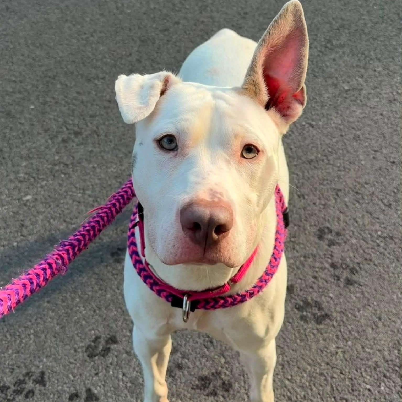 Enlarge Connie, a Adoptable Terrier in North Syracuse, NY image 3/4