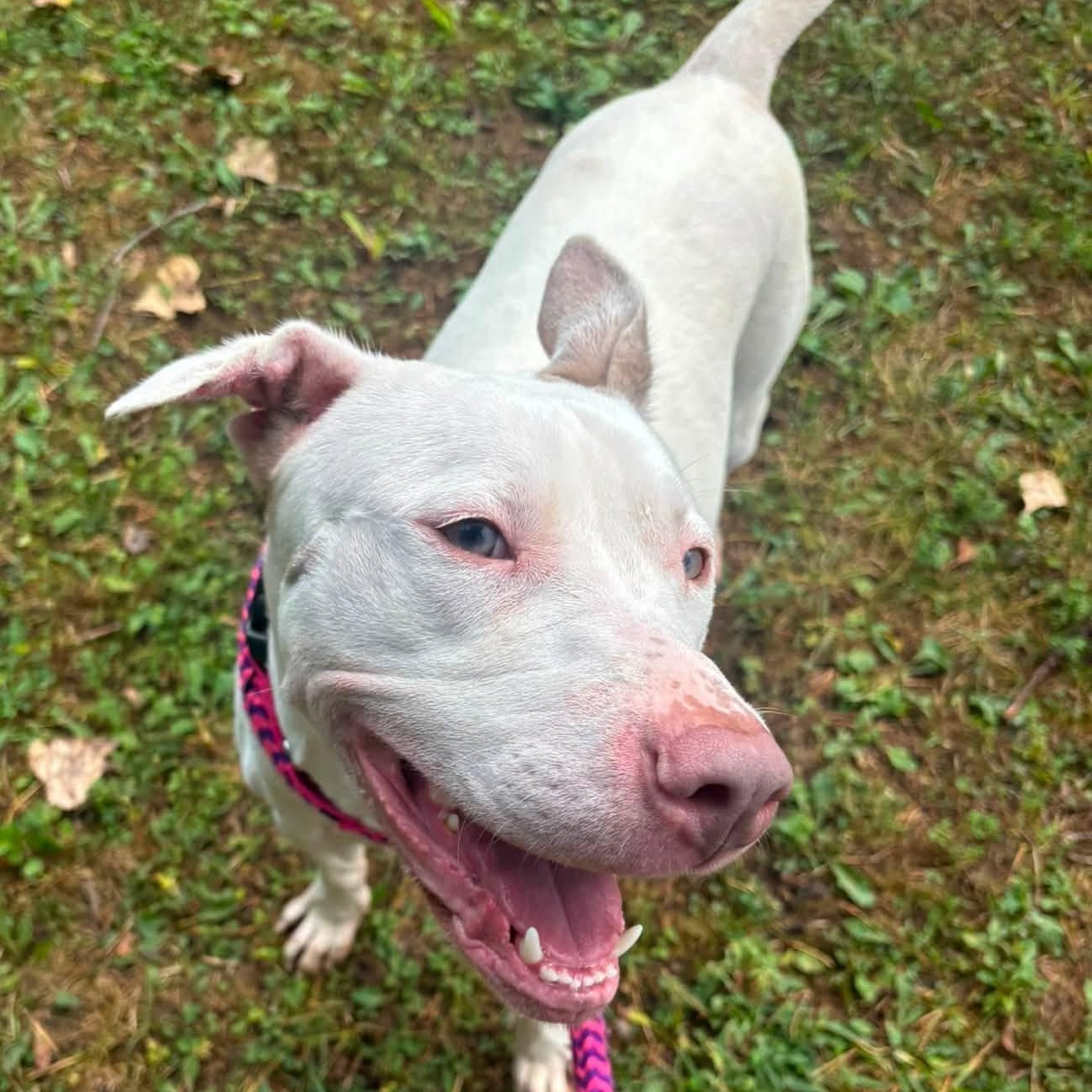 Enlarge Connie, a Adoptable Terrier in North Syracuse, NY image 4/4