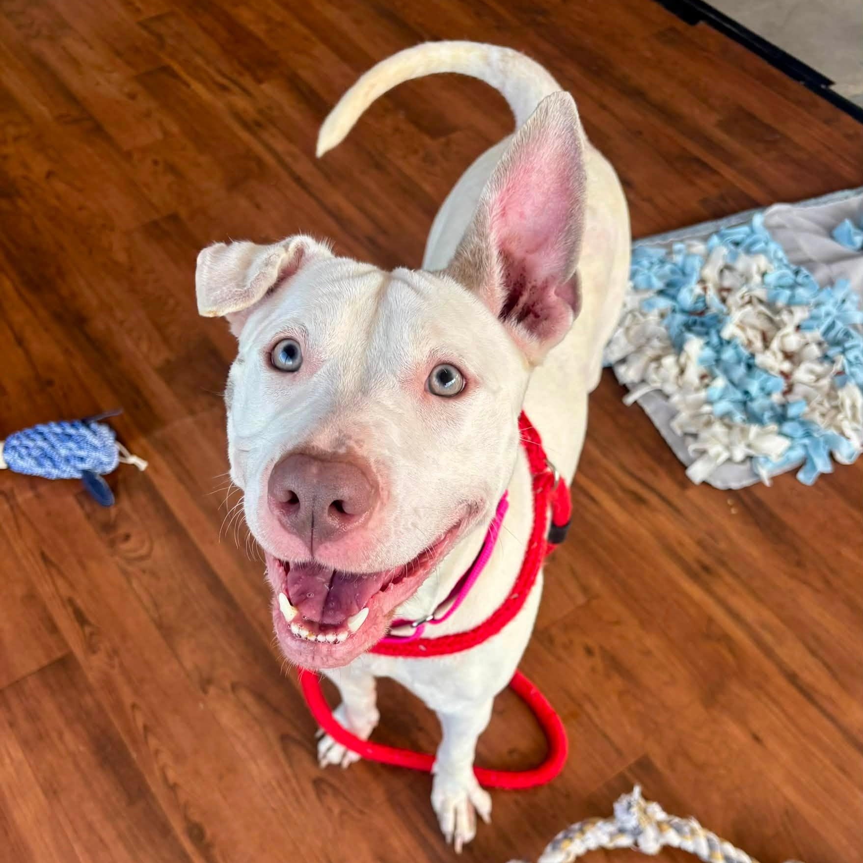 Enlarge Connie, a Adoptable Terrier in North Syracuse, NY image 1/4