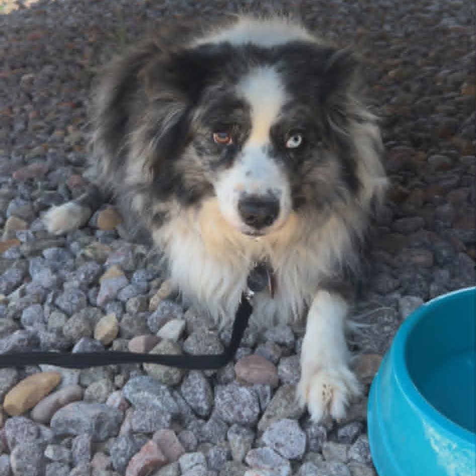 Rodeo, an adopted Australian Shepherd in St. George, UT image 2/4